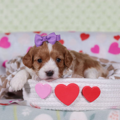 Vincent - Available 2/25