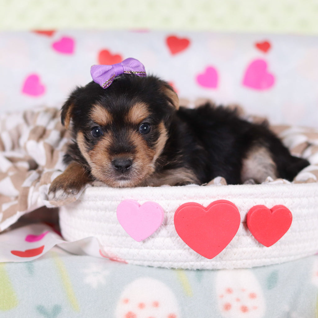 Buttercup - Available 2/26