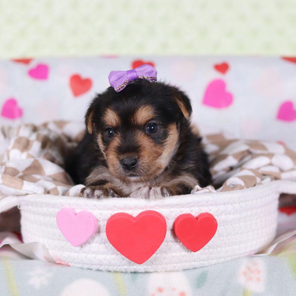 Buttercup - Available 2/26