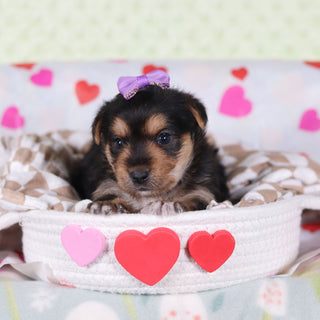 Buttercup - Available 2/26