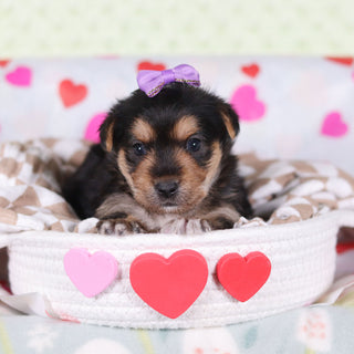 Buttercup - Available 2/26