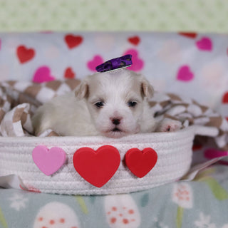 Valentina - Available 2/25