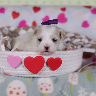 Valentina - Available 2/25