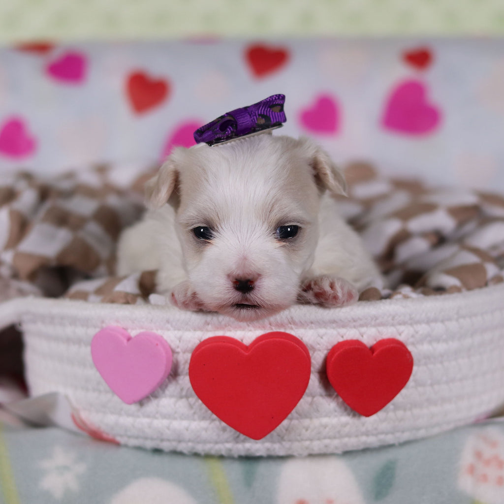 Valentina - Available 2/25