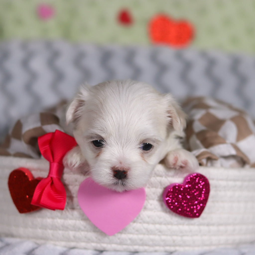 Katie - Available 3/5