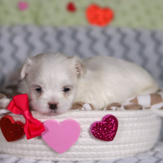 Katie - Available 3/5