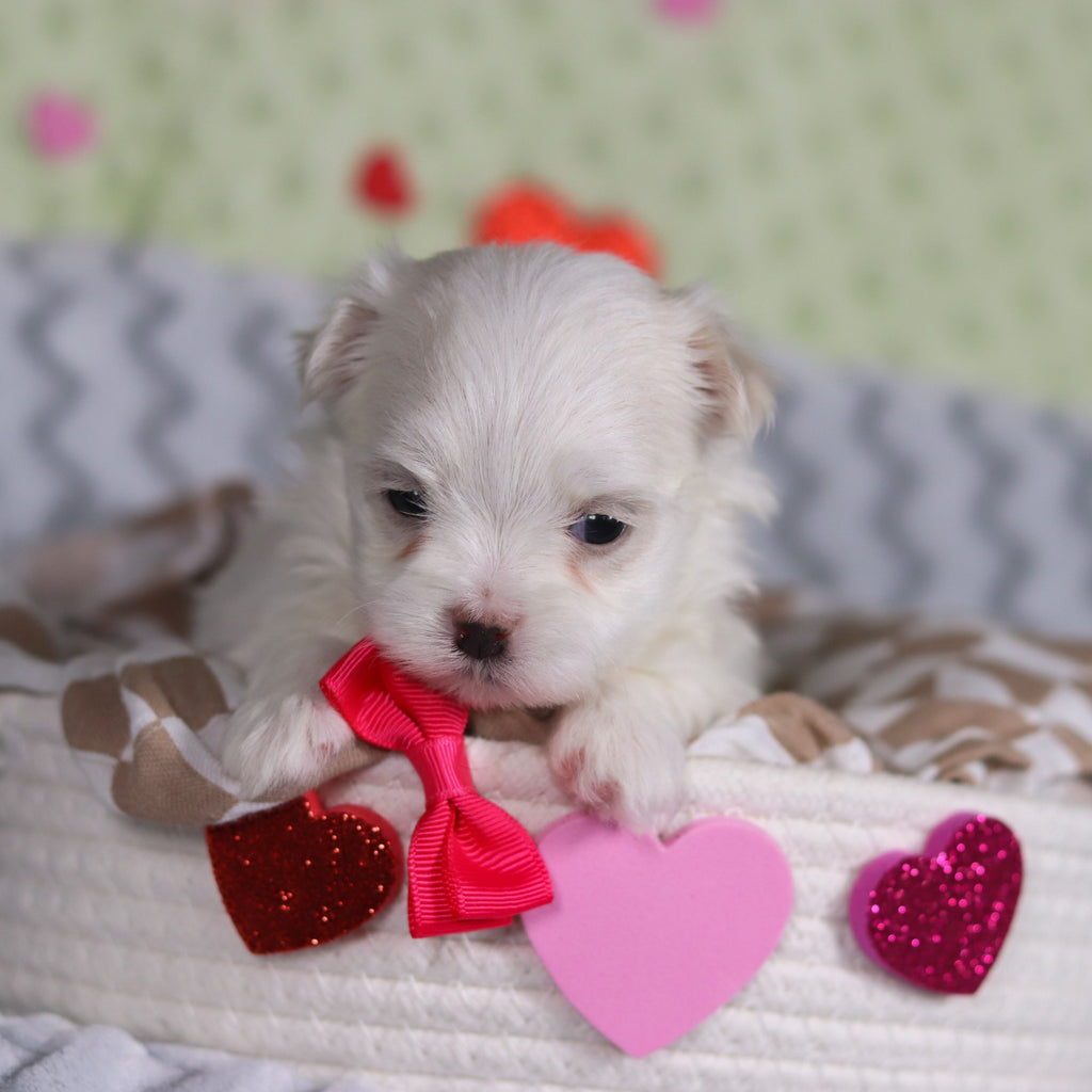 Katie - Available 3/5