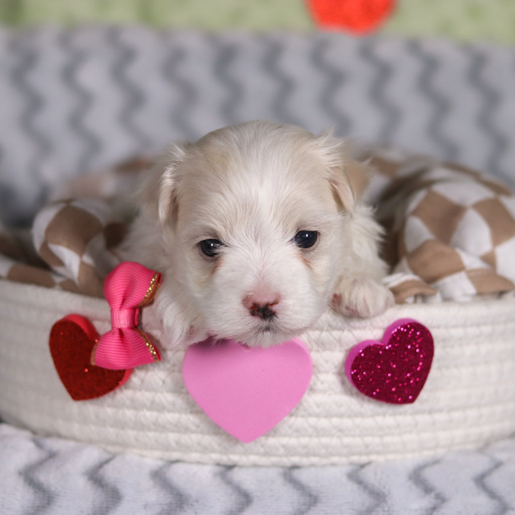 Elizabeth - Available 3/5