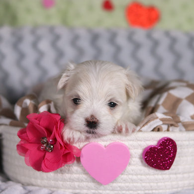 Angel - Available 3/5