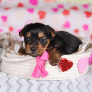 Minnie - Available 3/12