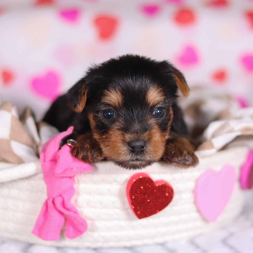 Minnie - Available 3/12