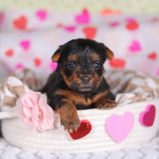 Ferdie - Available 3/12