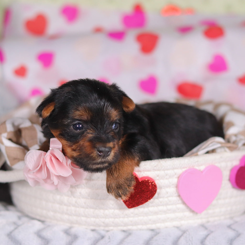 Ferdie - Available 3/12