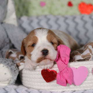 Ryla - Available 3/12