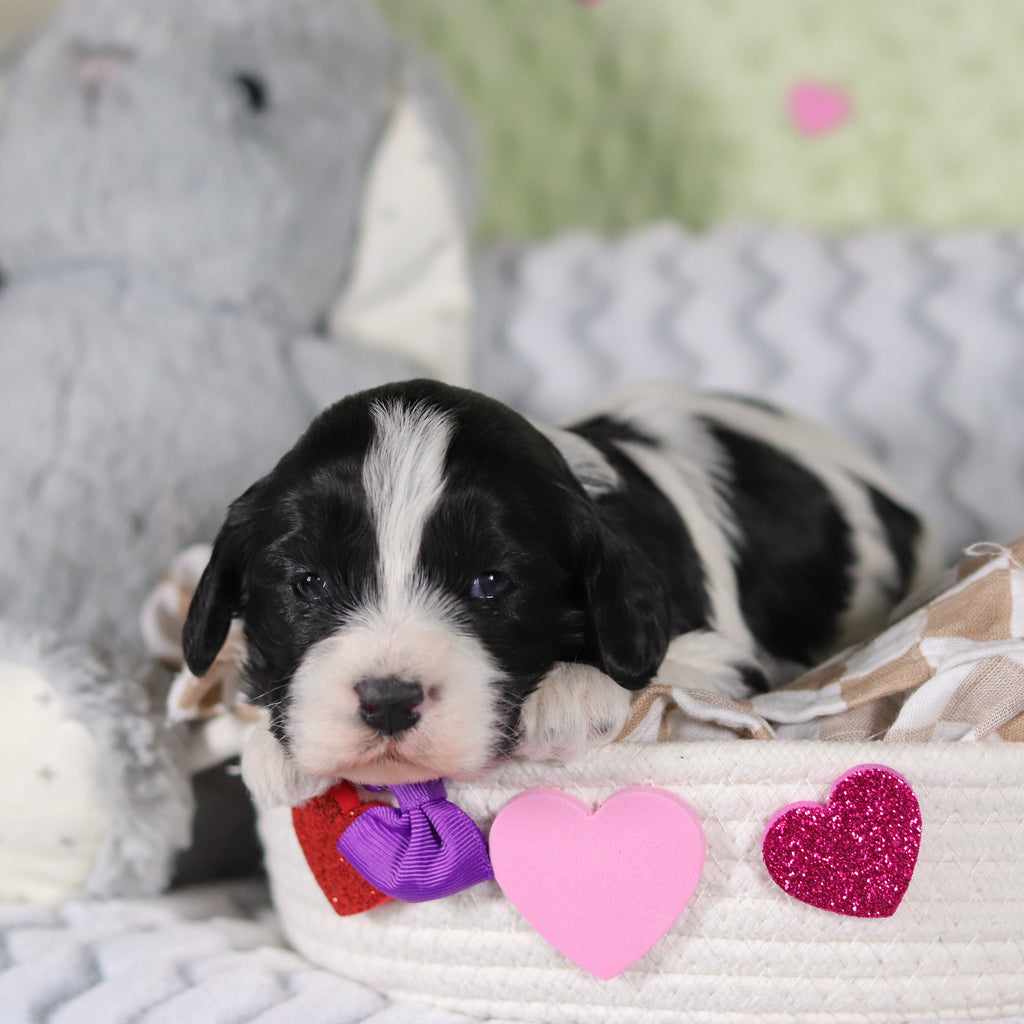 Rumi - Available 3/12