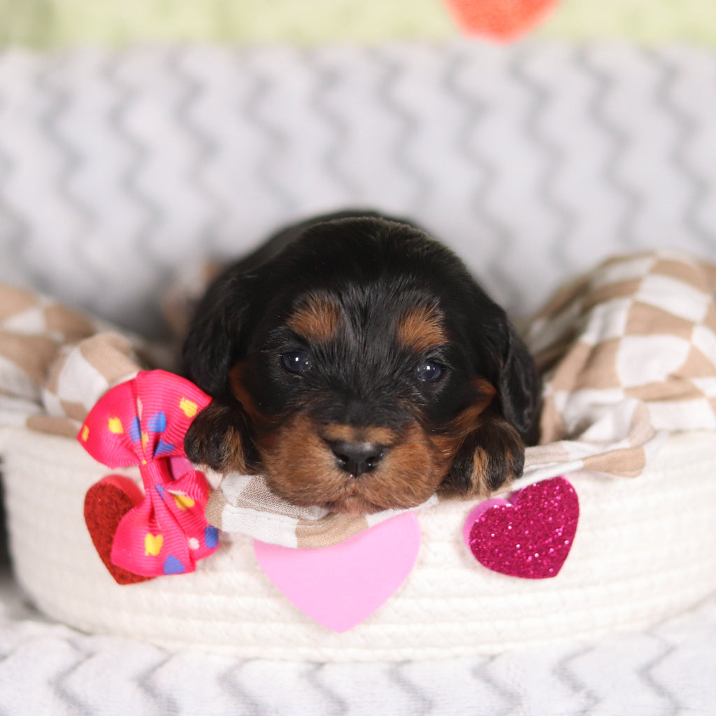 Reba - Available 3/12