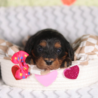 Reba - Available 3/12