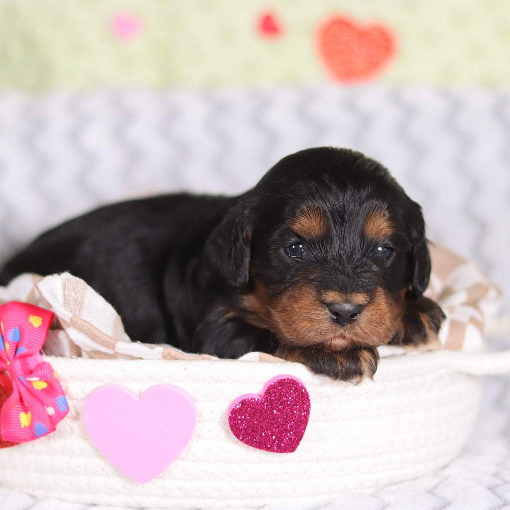 Reba - Available 3/12