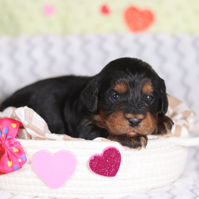 Reba - Available 3/12