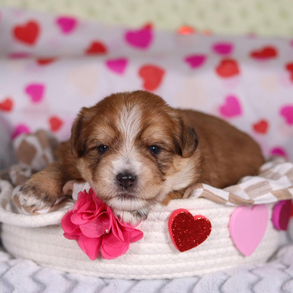 Penny - Available 3/12