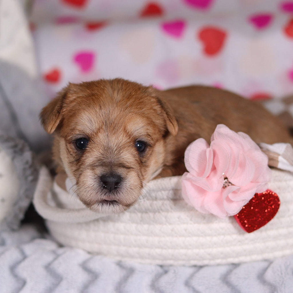 Poppy - Available Now