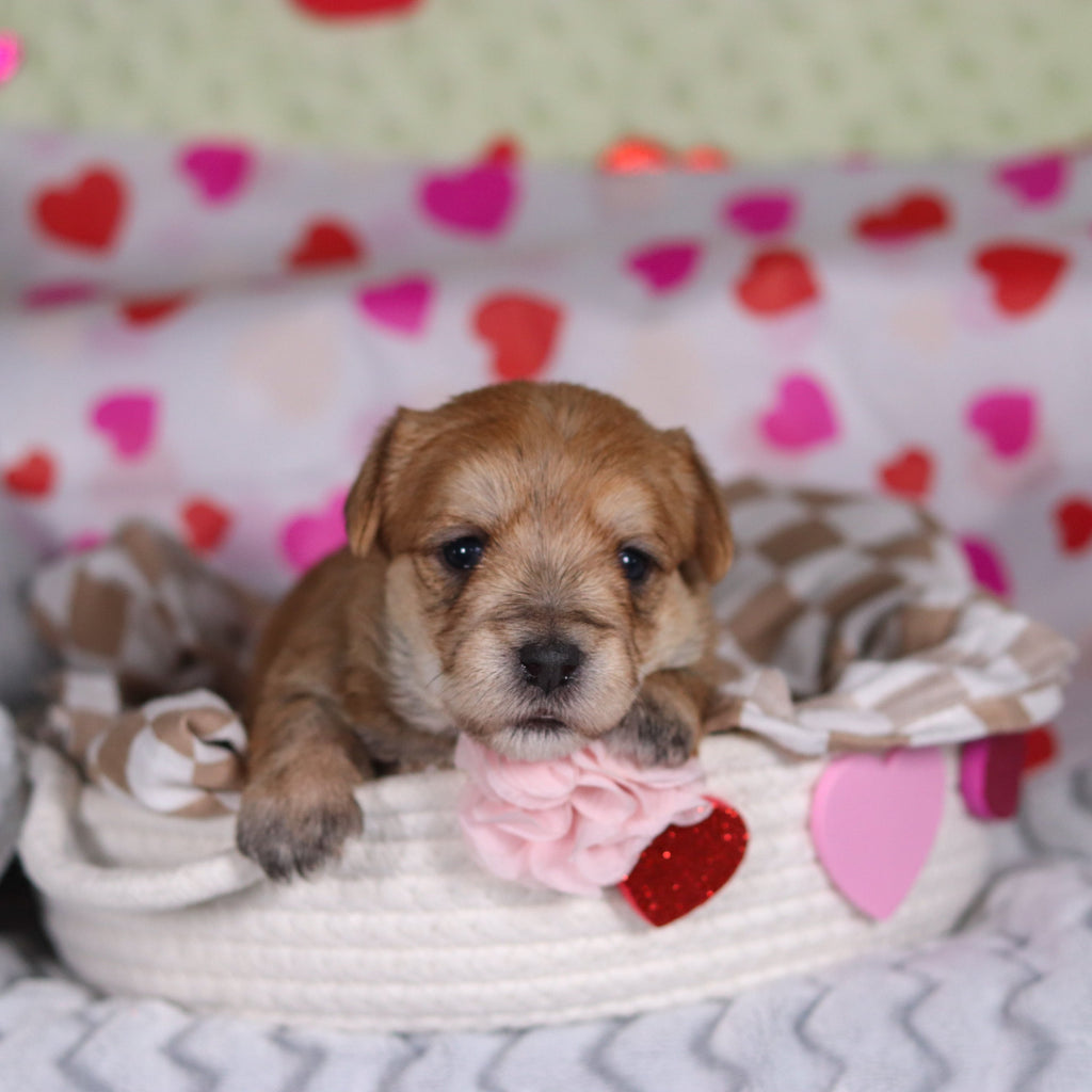 Poppy - Available Now