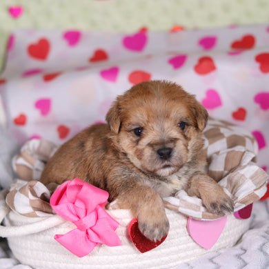 Pearl - Available 3/12