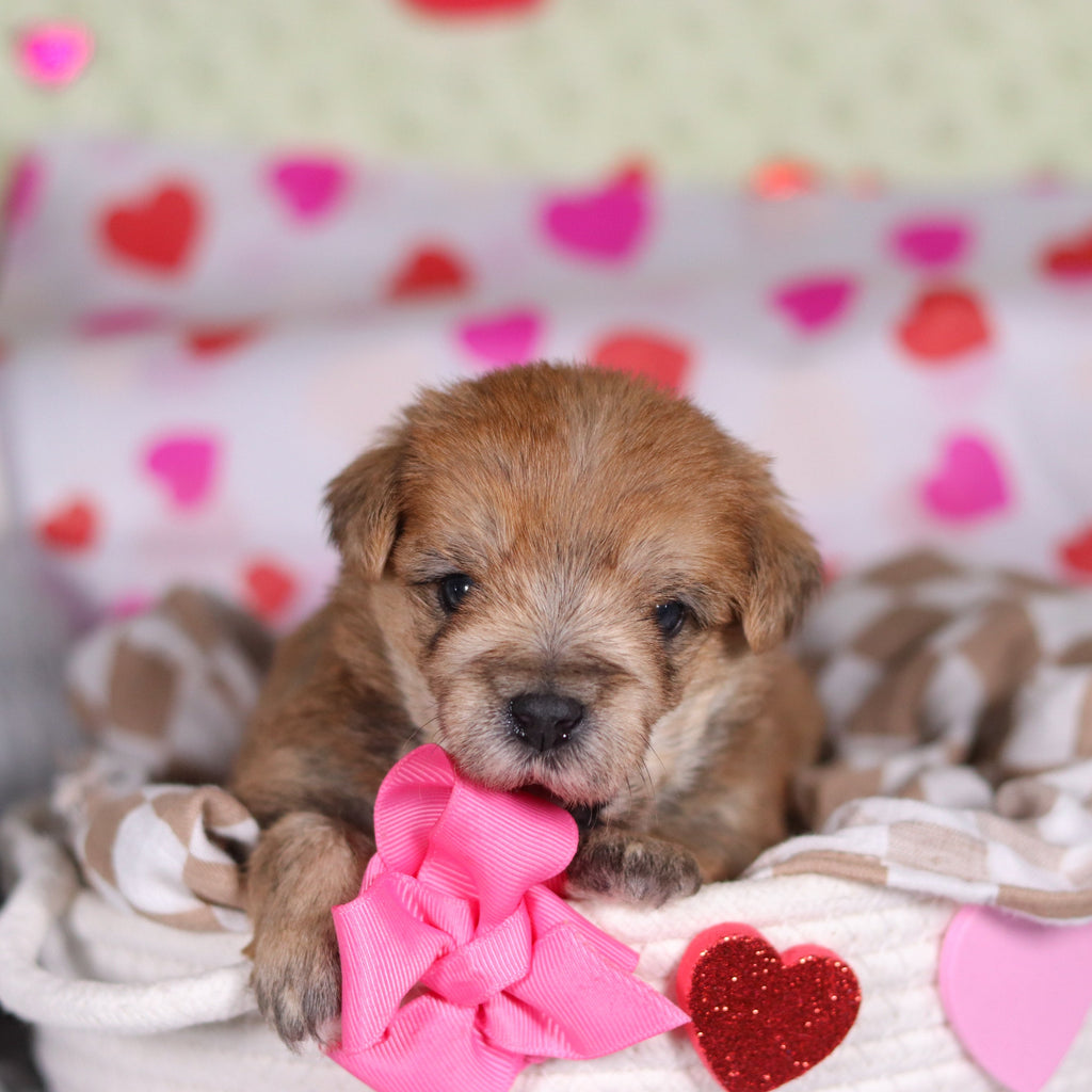 Pearl - Available 3/12