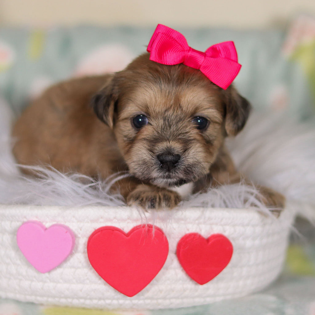 Iris - Available 3/12