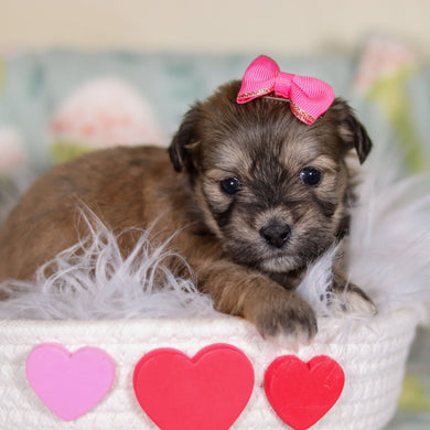 Maya - Available 3/12