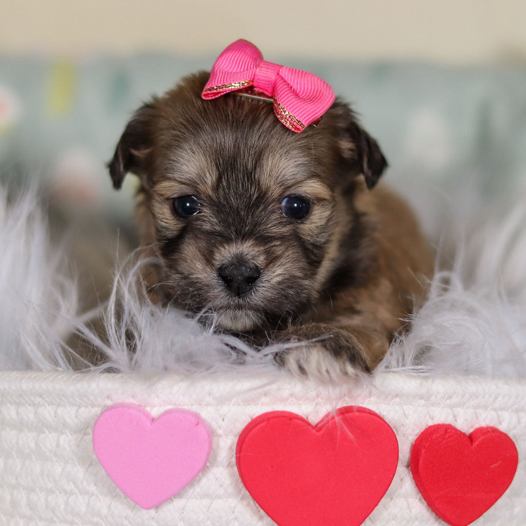 Maya - Available 3/12