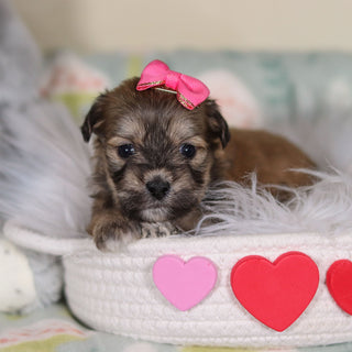 Maya - Available 3/12