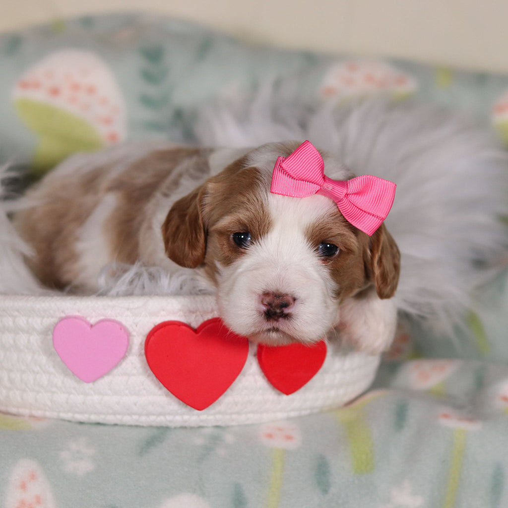 Betty - Available 3/19