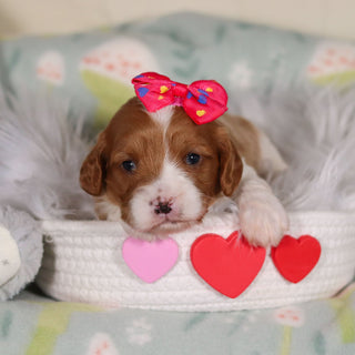 Breezy - Available 3/19