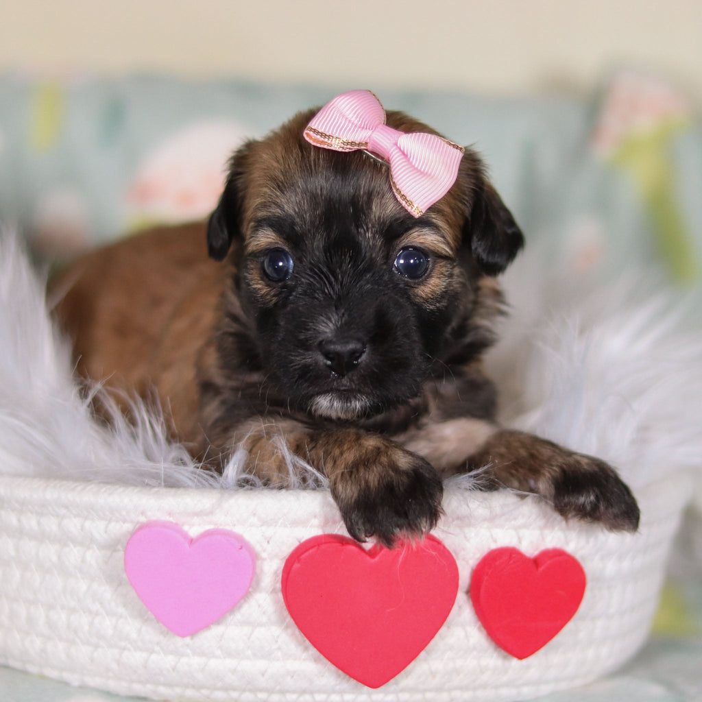 Clover - Available 3/12