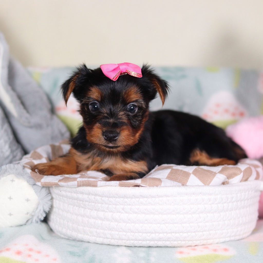 Lola - Available 3/19