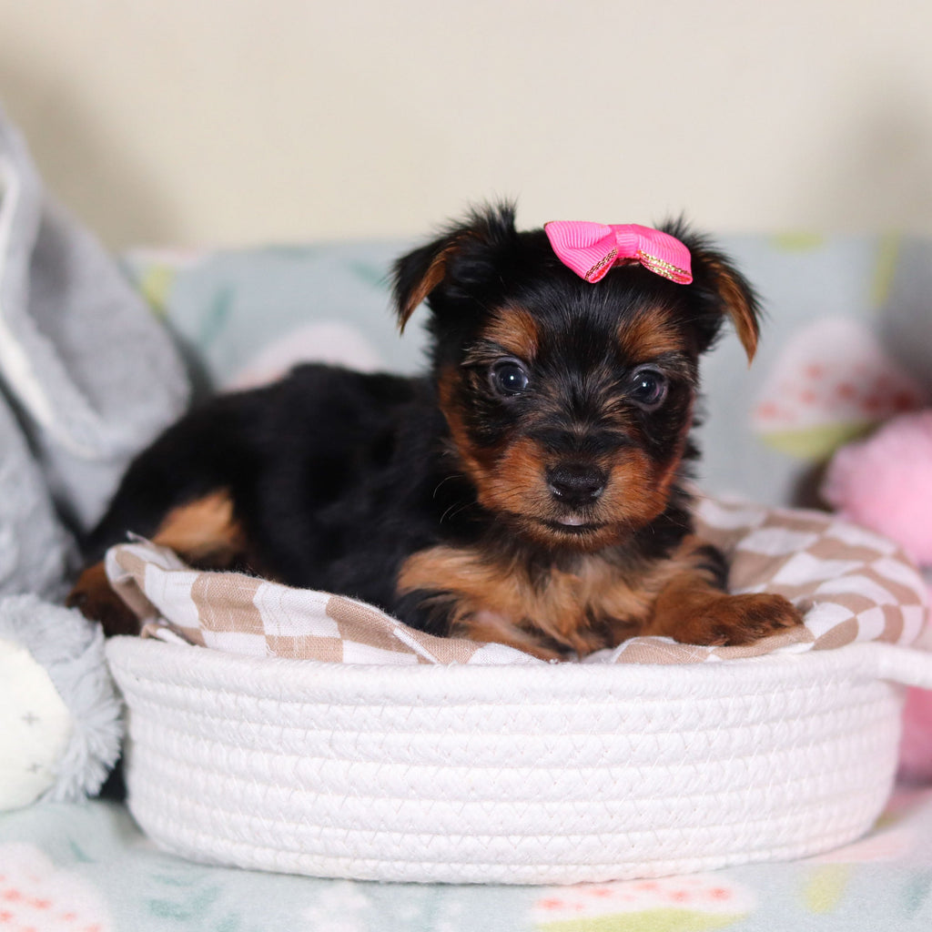 Lola - Available 3/19