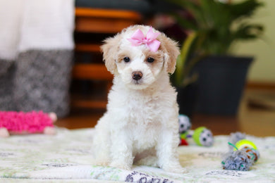 Wendy - Available 2/12