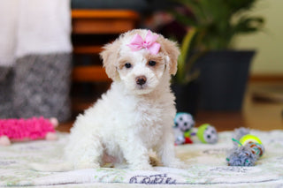 Wendy - Available Now