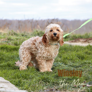 Bliss - Available 1/22