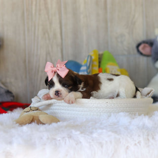 Tawny - Available 12/3