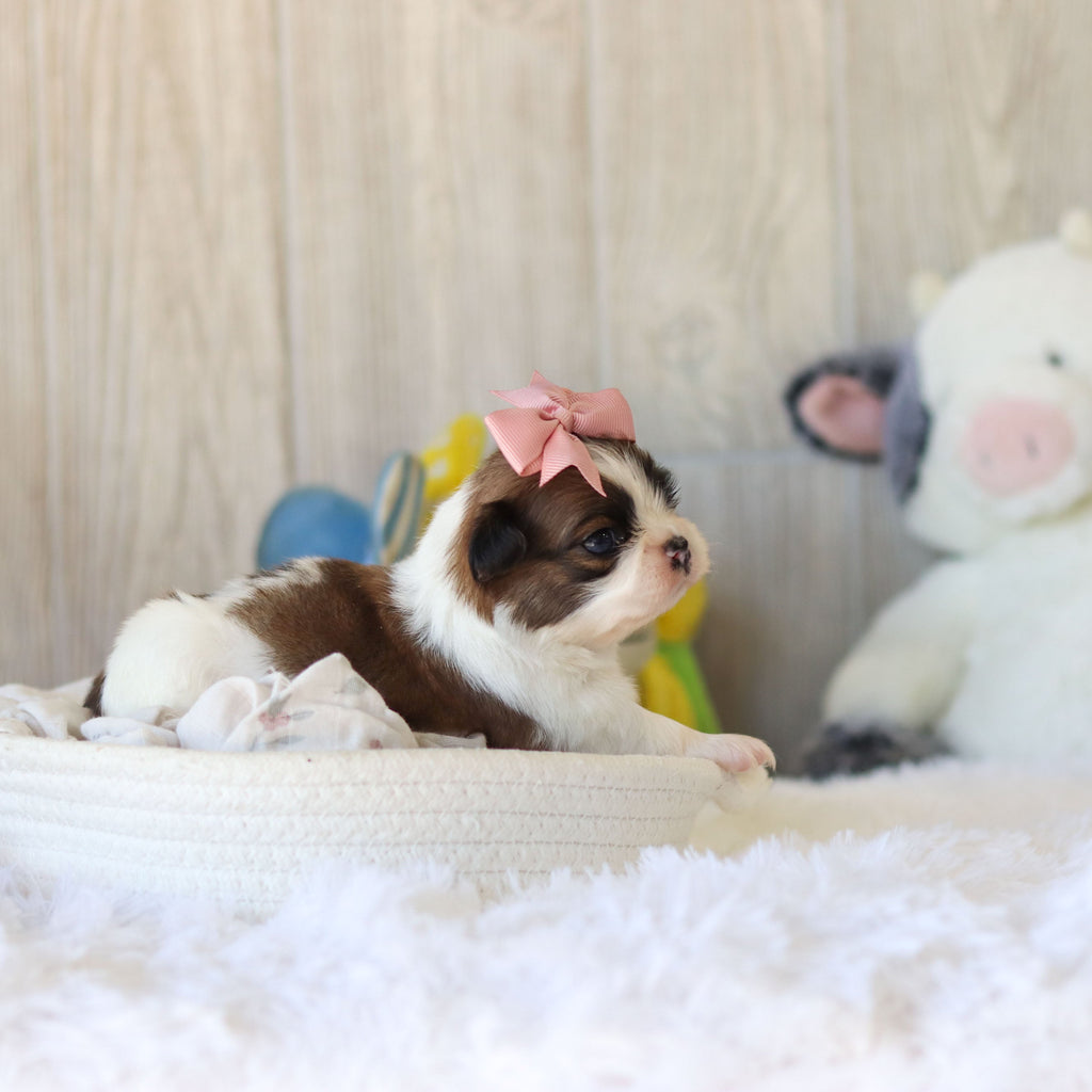 Tawny - Available 12/3