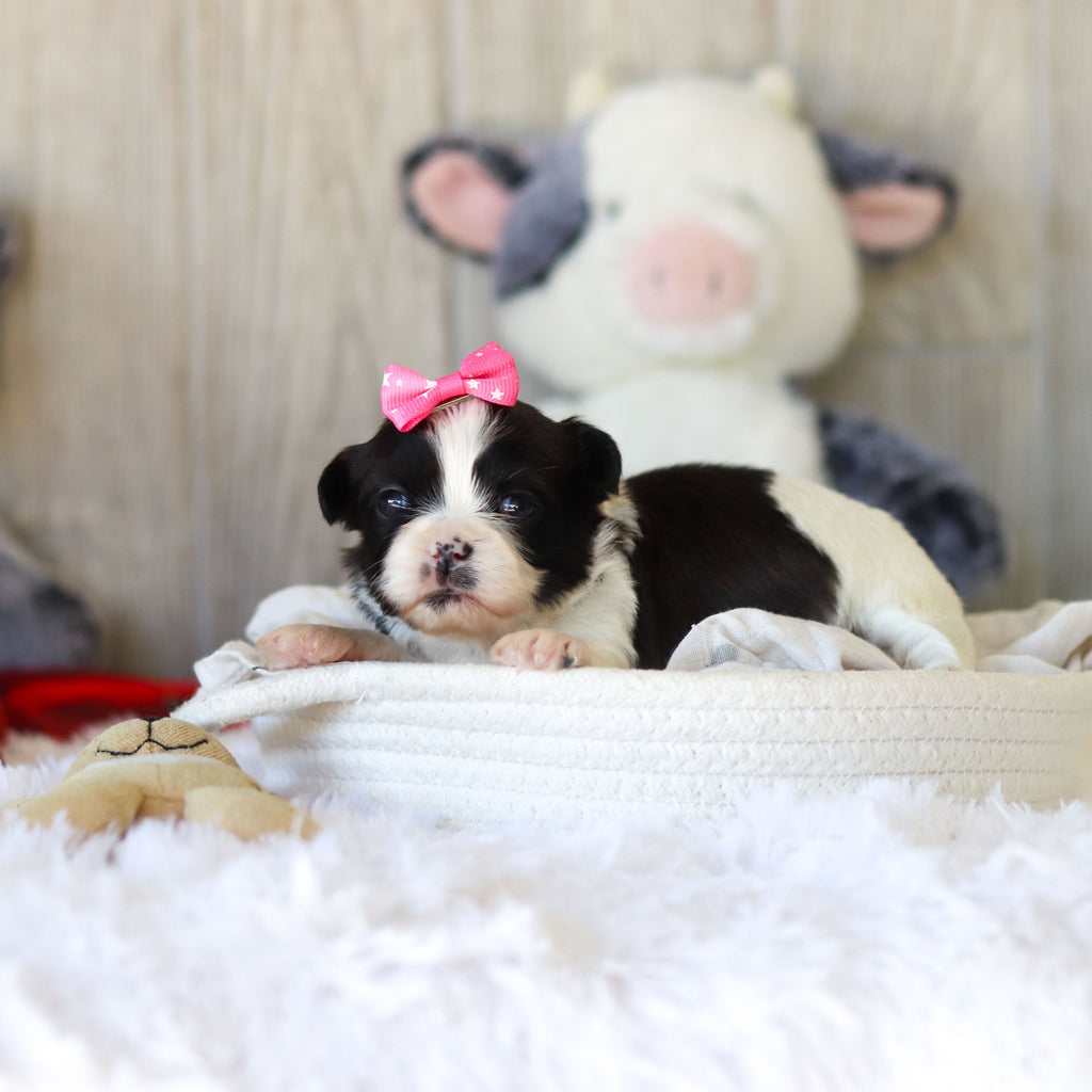 Toffee - Available 12/3