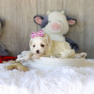 Tara - Available 11/25
