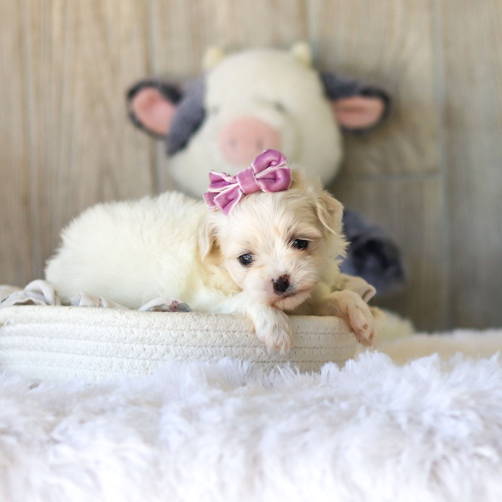 Tara - Available 11/25