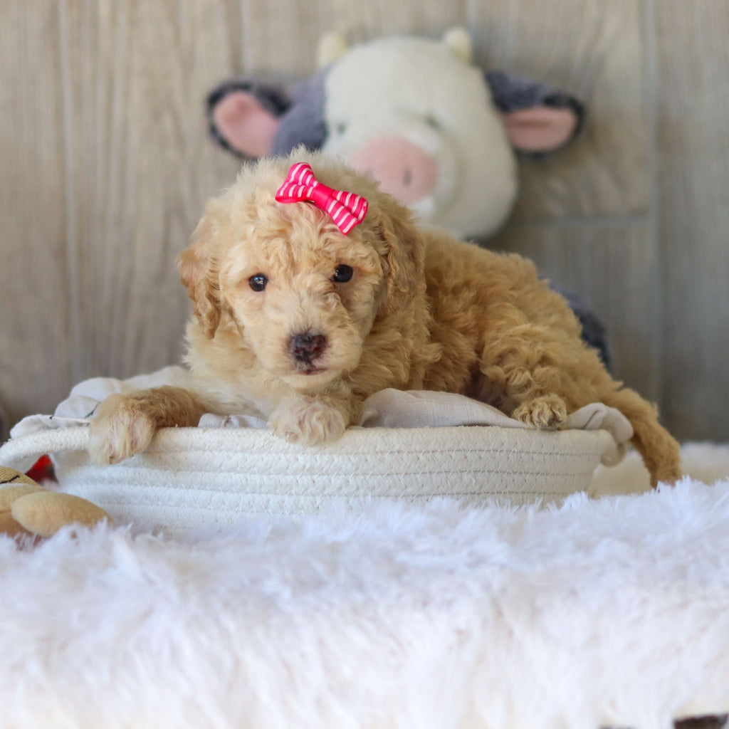 Missy - Available 11/25