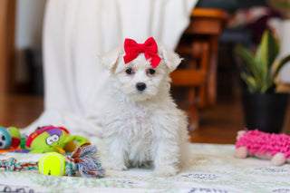 Reese - Available Now