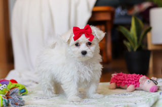 Reese - Available Now