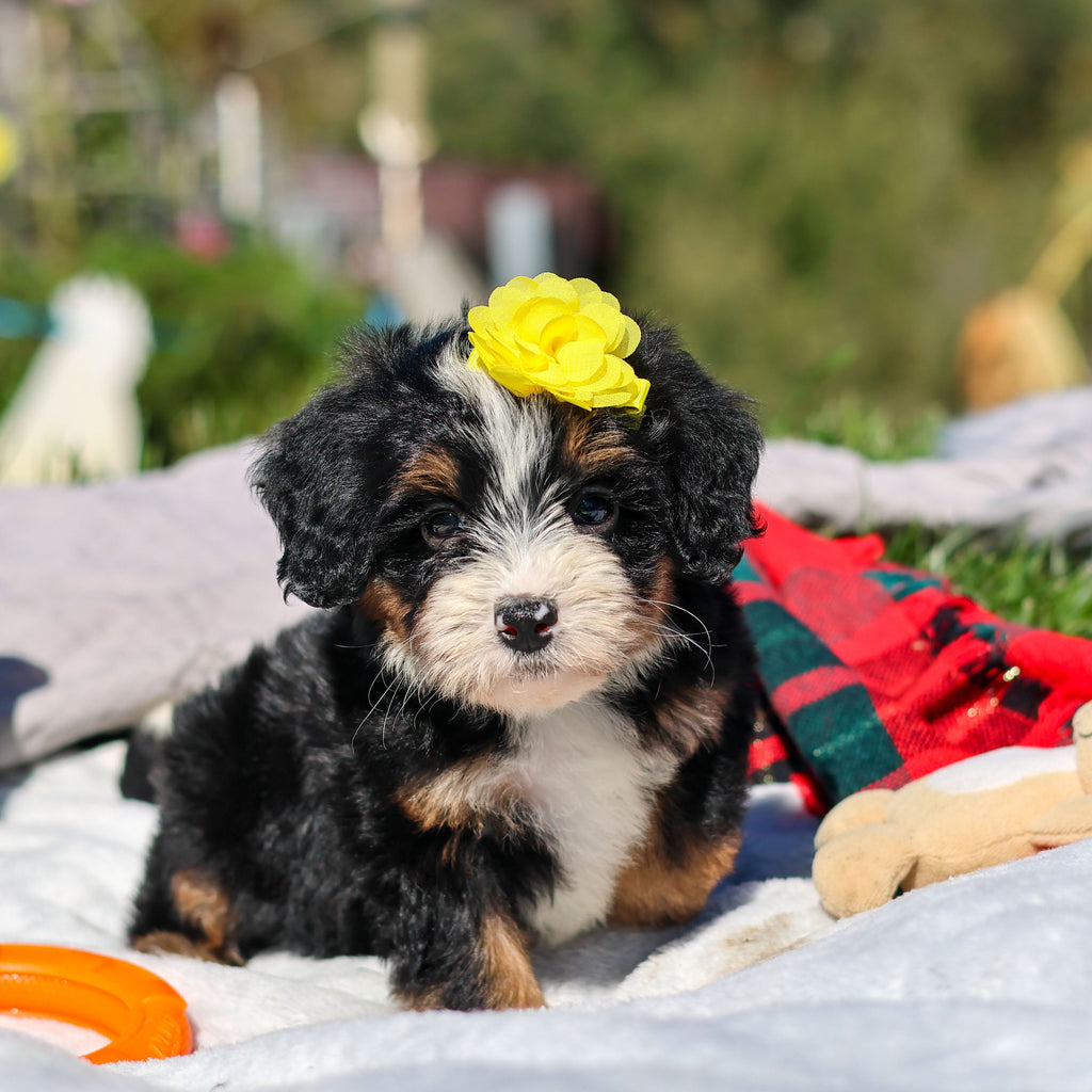 Aubrey - Available 10/29