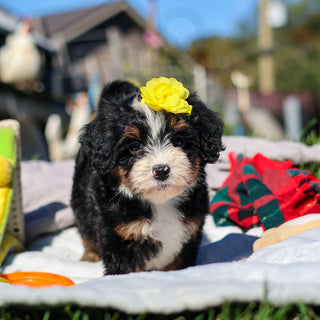 Aubrey - Available 10/29